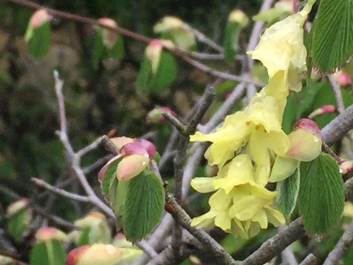 Corylopsis glabrescens (Fragrant Winter Hazel) (alternate view 3)