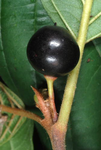 Frangula alnus (alder buckthorn)