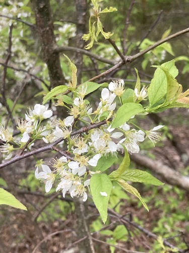 Prunus americana (American plum) (alternate view 2)