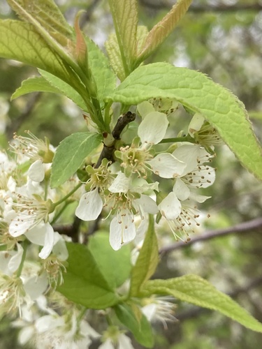 Prunus americana (American plum) (alternate view 3)