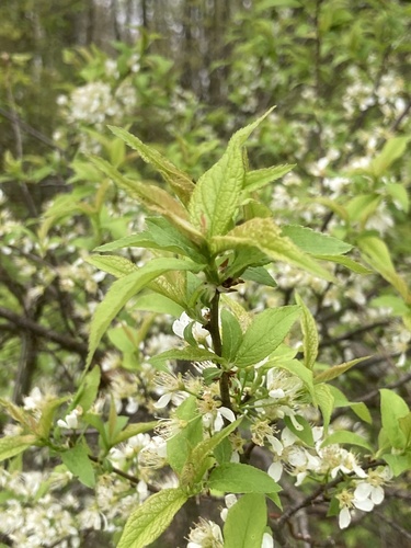 Prunus americana (American plum) (alternate view 4)
