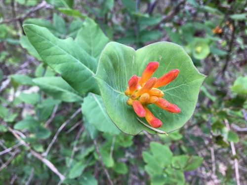 Lonicera ciliosa (trumpet honeysuckle)