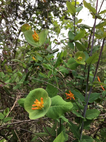 Lonicera ciliosa (trumpet honeysuckle) (alternate view 2)