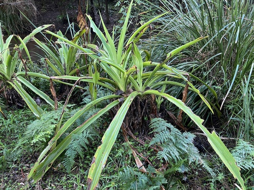 Crinum pedunculatum (mangrove lily) (alternate view 2)