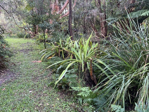 Crinum pedunculatum (mangrove lily) (alternate view 3)