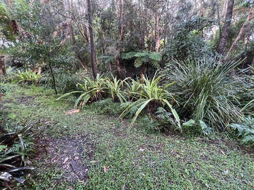 Crinum pedunculatum (mangrove lily) (alternate view 4)