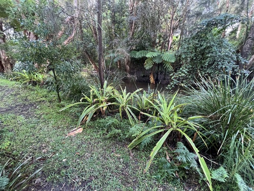 Crinum pedunculatum (mangrove lily) (alternate view 5)