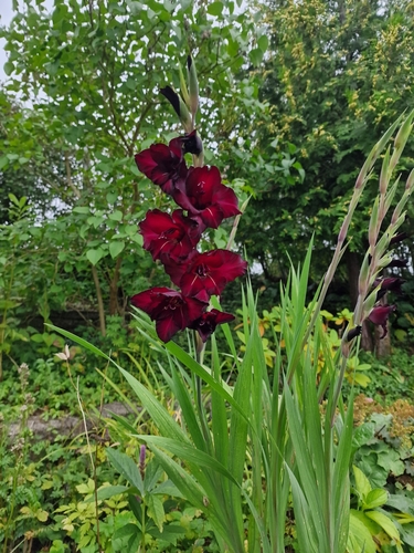 Gladiolus × hortulanus (Large-flowered Gladiolus) (alternate view 6)