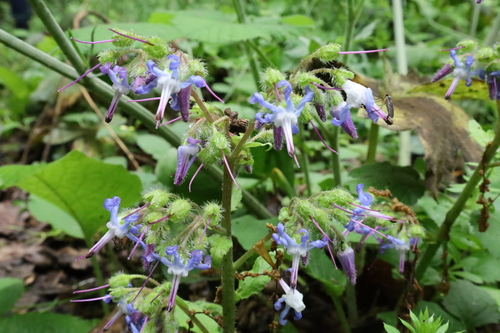 Trachystemon orientalis (giant borage)