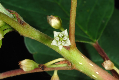 Frangula alnus (alder buckthorn)