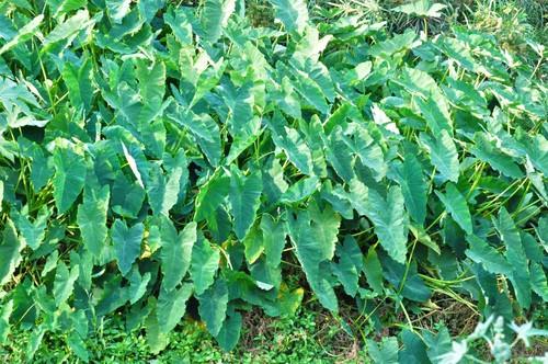 Colocasia esculenta (Taro) (alternate view 5)