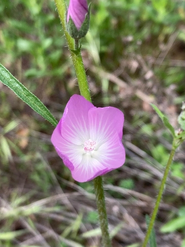 Sidalcea sparsifolia (Southern Checkerbloom) (alternate view 3)