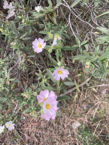 Cistus x skanbergii (alternate view 3)