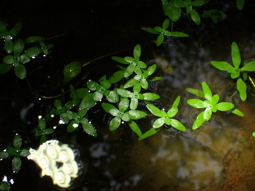 Callitriche stagnalis (Pond water-starwort)