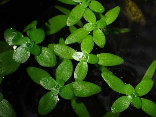 Callitriche stagnalis (Pond water-starwort)
