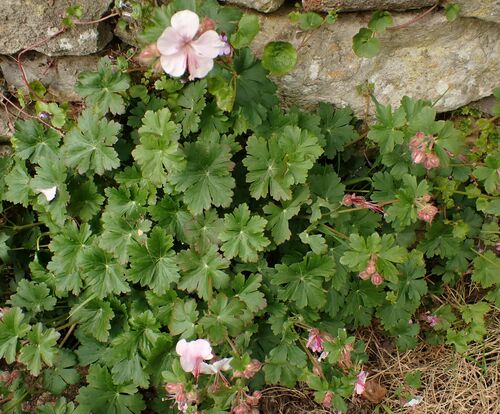 Geranium cantabrigiense (Cambridge Geranium) (alternate view 2)