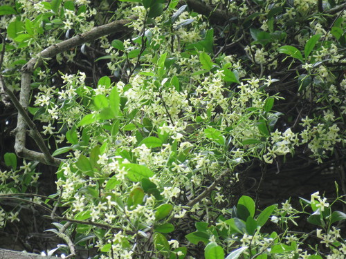 Trachelospermum jasminoides (star jasmine) (alternate view 3)