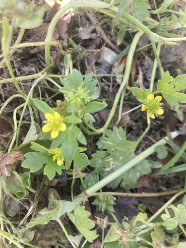 Ranunculus muricatus (Rough-fruited buttercup)