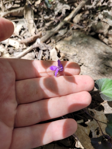 Viola riviniana (common dog-violet)