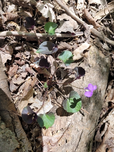 Viola riviniana (common dog-violet)