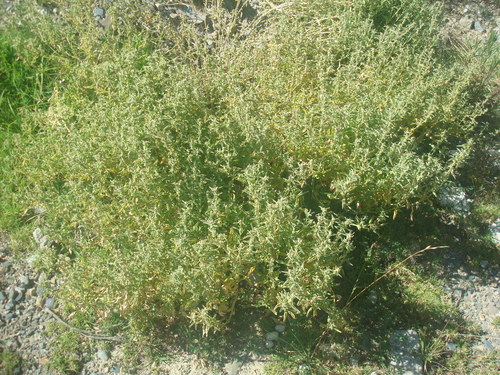 Atriplex semibaccata (berry saltbush)