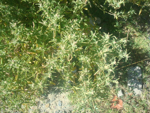 Atriplex semibaccata (berry saltbush) (alternate view 2)