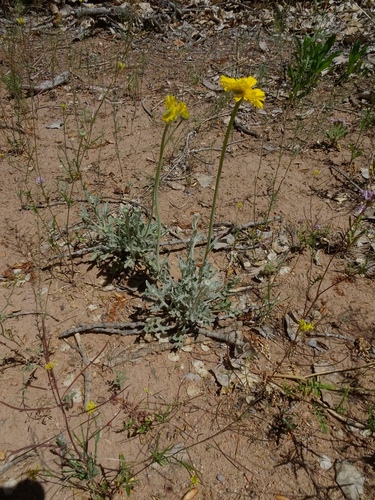 Baileya multiradiata (Desert Marigold) (alternate view 2)