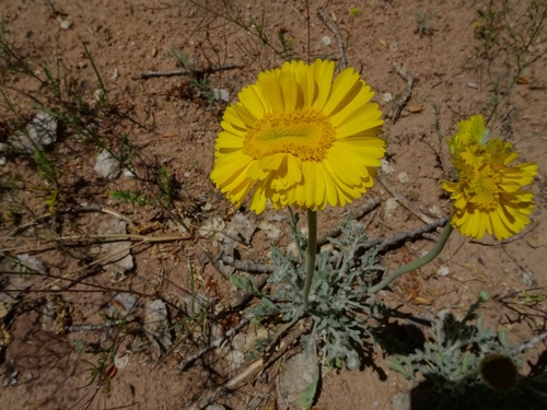 Baileya multiradiata (Desert Marigold)