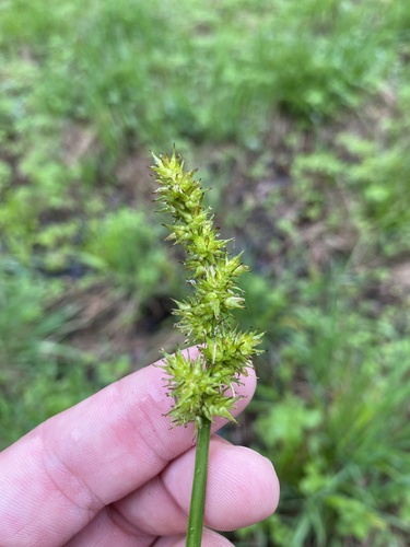 Carex stipata (sawbeak sedge) (alternate view 3)