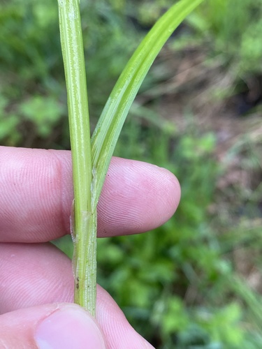 Carex stipata (sawbeak sedge) (alternate view 4)