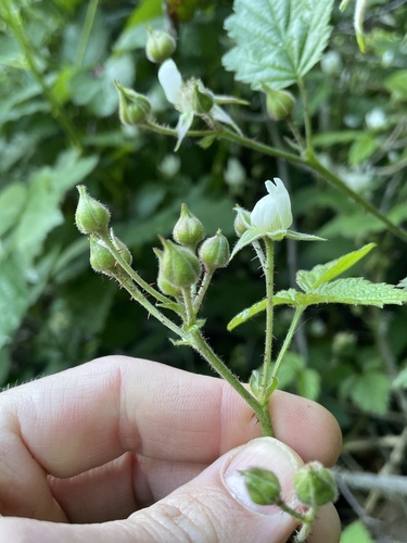 Rubus ursinus (trailing blackberry) (alternate view 4)
