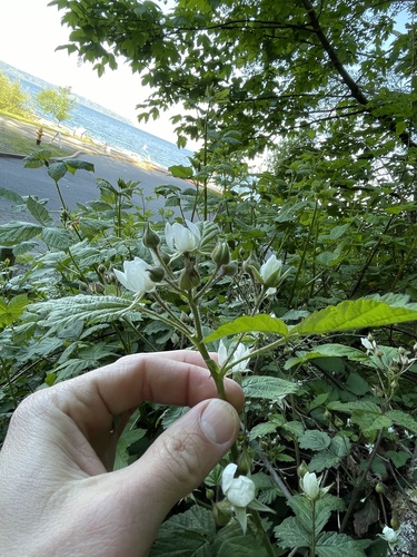Rubus ursinus (trailing blackberry) (alternate view 5)