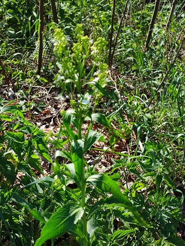 Armoracia rusticana (Horseradish)