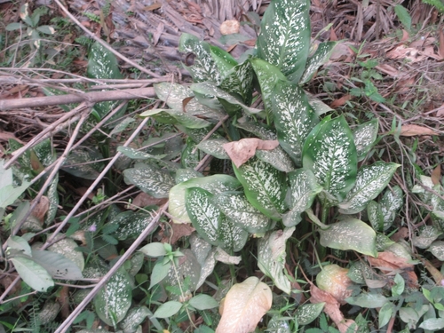 Dieffenbachia seguine (Dumb Cane)