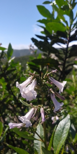 Eriodictyon californicum (California yerba santa) (alternate view 5)