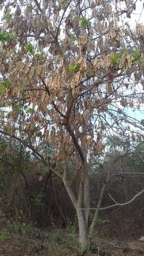 Albizia (Mimosa, silk trees, false-thorns, and allies) (alternate view 3)