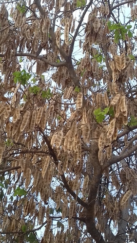 Albizia (Mimosa, silk trees, false-thorns, and allies) (alternate view 2)