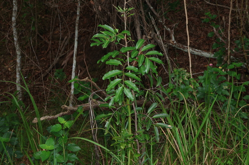 Cupaniopsis parvifolia (small-leaved tuckeroo) (alternate view 4)