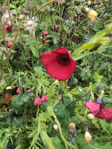 Linum grandiflorum (Scarlet Flax) (alternate view 4)