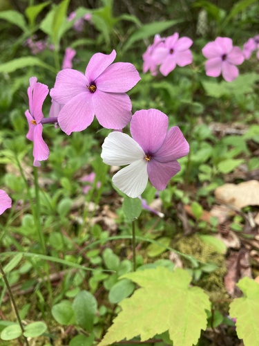 Phlox (phloxes)
