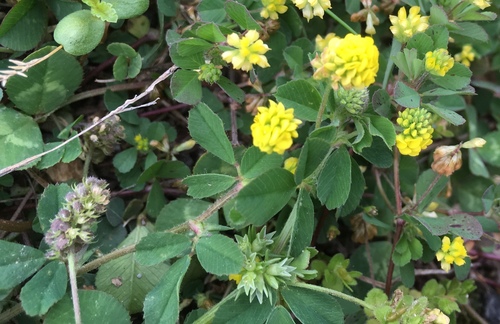 Medicago lupulina (black medic)