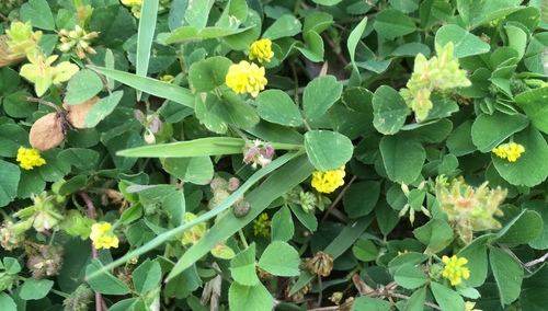 Medicago lupulina (black medic) (alternate view 2)