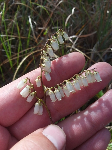 Eubotrys racemosus (fetterbush) (alternate view 4)