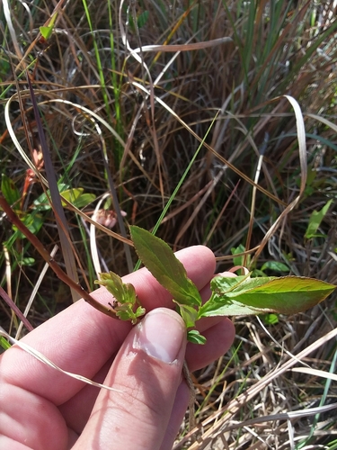 Eubotrys racemosus (fetterbush) (alternate view 5)