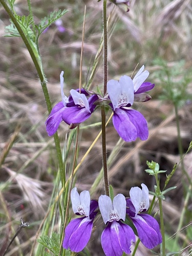 Collinsia heterophylla (Purple Chinese Houses) (alternate view 4)