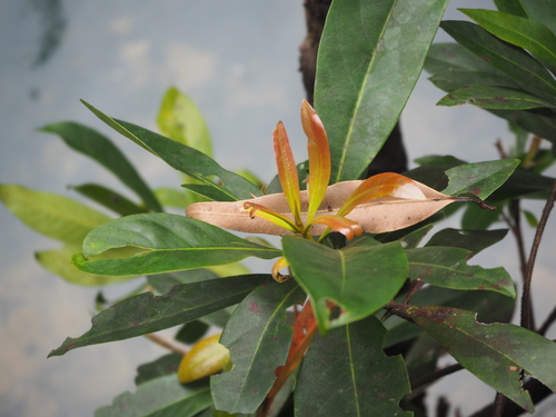 Xanthostemon chrysanthus (Golden Penda) (alternate view 2)
