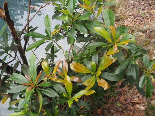Xanthostemon chrysanthus (Golden Penda) (alternate view 4)