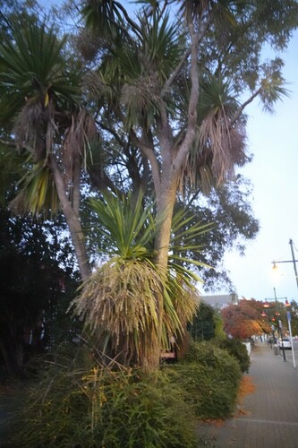 Cordyline australis (New Zealand cabbage tree) (alternate view 3)