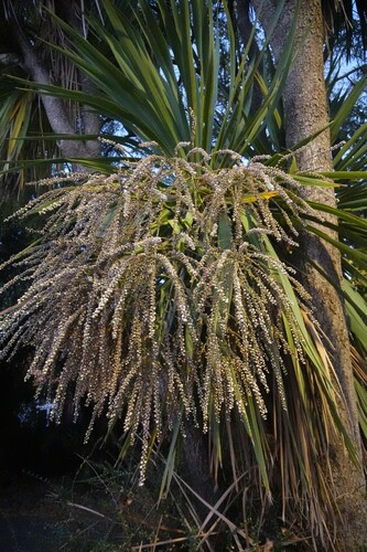 Cordyline australis (New Zealand cabbage tree) (alternate view 2)