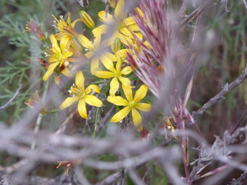 Bloomeria crocea (goldenstar) (alternate view 6)